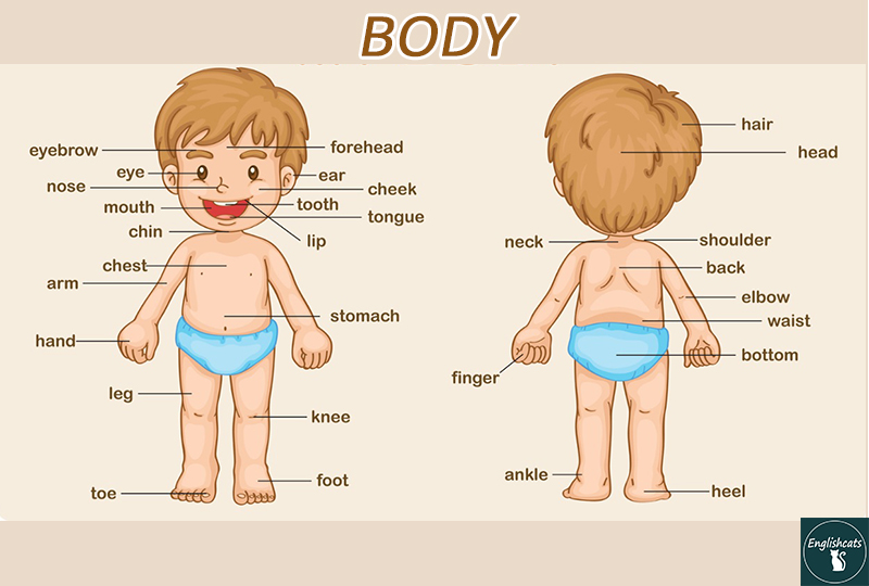 Học tiếng Anh theo chủ đề cơ thể