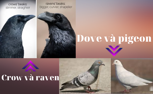 Phân biệt dove - pigeon và crow - raven