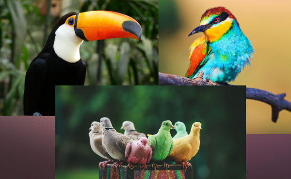 Từ vựng về động vật - Các loài chim trên cạn thường thấy