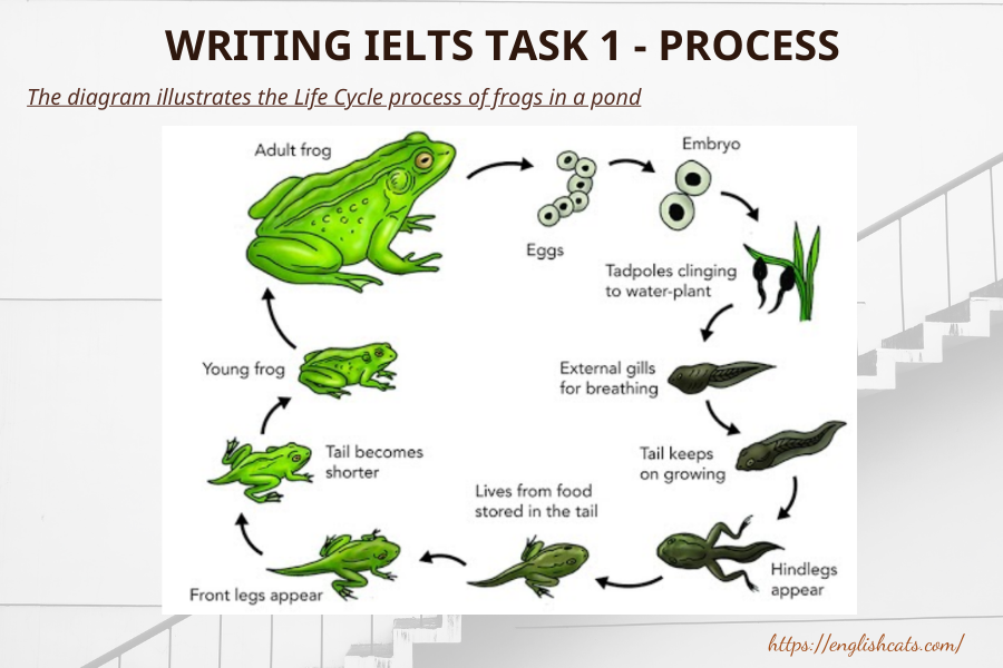 Dạng đề natural process trong writing Ielts part 1