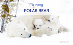 20+ từ vựng tiếng anh Ielts – Chủ đề: Polar Bear